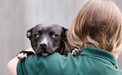 Sad dog with bad case of cherry eye.