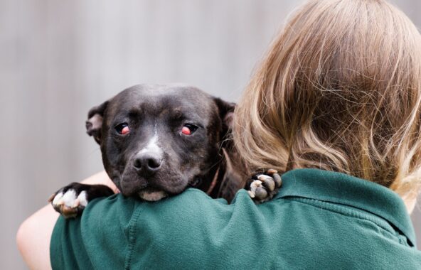 Sad dog with bad case of cherry eye.