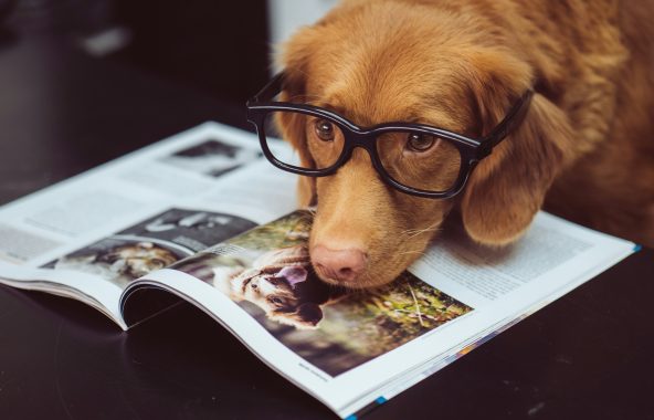 Tan spaniel wearing spectacles, looking at a book.
