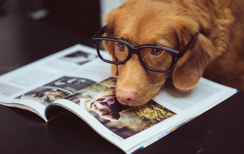 Tan spaniel wearing spectacles, looking at a book.