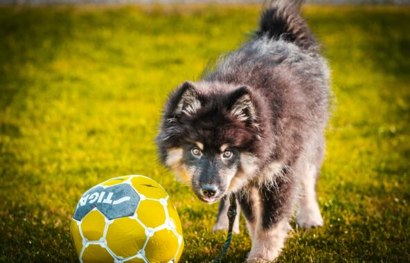 German Shepherd puppy playing with yellow and blue football