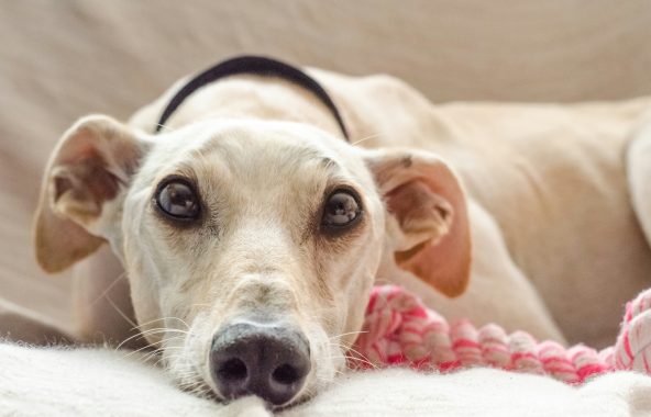 Sad looking white greyhound lying on a sofa.