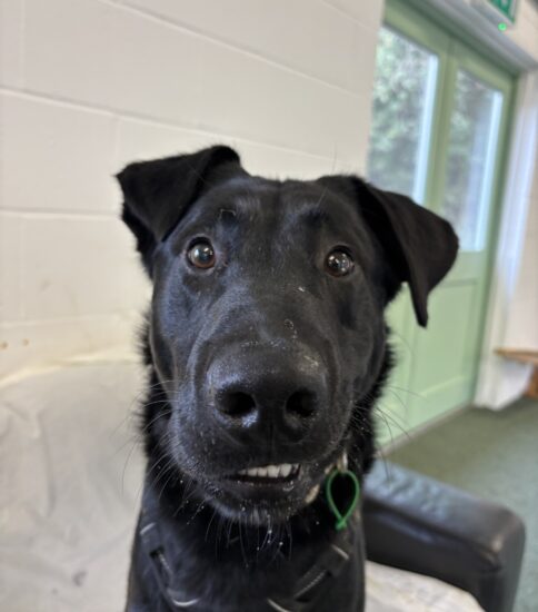 Jude, a 11 months old male Deerhound X available for adoption from Jerry Green Dog Rescue in Lincolnshire
