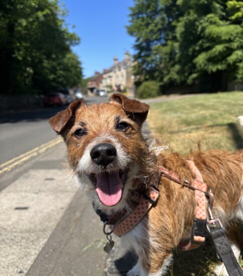 Lady, a 12 years old female Jack Russell Terrier available for adoption from Jerry Green Dog Rescue in Lincolnshire