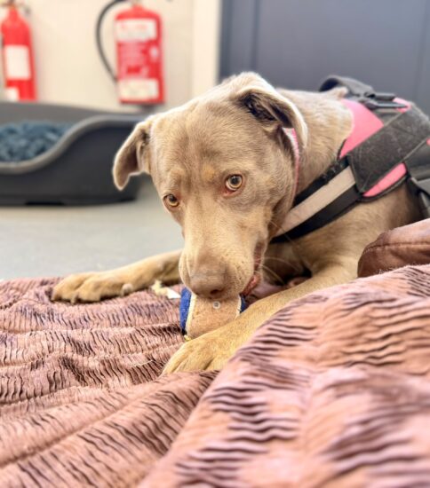 Luna, a 5 years old female Weimaraner available for adoption from Jerry Green Dog Rescue in Lincolnshire