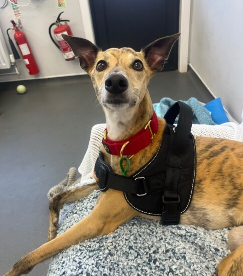 Maggie, a 5 years old female Whippet available for adoption from Jerry Green Dog Rescue in Lincolnshire