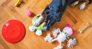 Dog lying on wooden floor surrounded by toys.