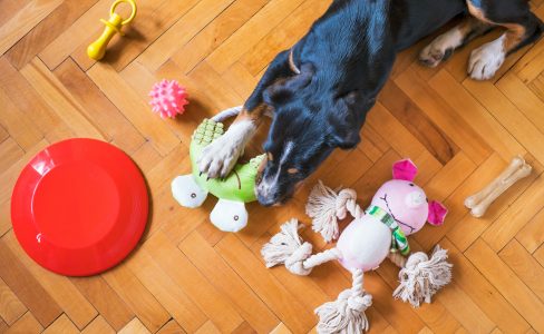 Dog lying on wooden floor surrounded by toys.