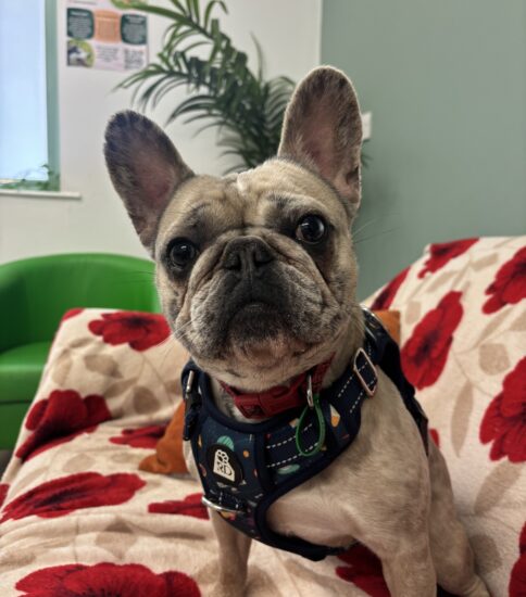 Milan, a 2 years old female French Bulldog available for adoption from Jerry Green Dog Rescue in Lincolnshire