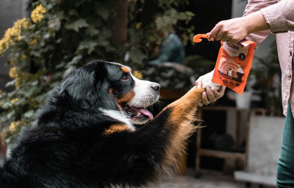 Tri-coloured dog holding out a paw and waiting for a treat.