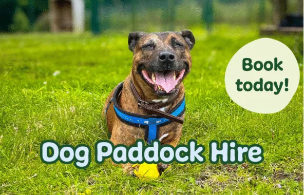 Brindle cross breed dog relaxing on field with tennis ball in front of them. Overlaid graphics state dog paddock hire book today.