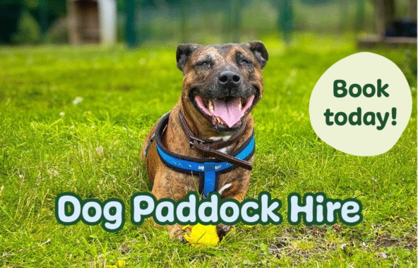 Brindle cross breed dog relaxing on field with tennis ball in front of them. Overlaid graphics state dog paddock hire book today.