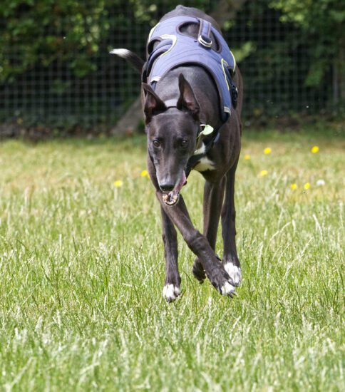 Patrick, a 6 years old male Greyhound available for adoption from Jerry Green Dog Rescue in Lincolnshire