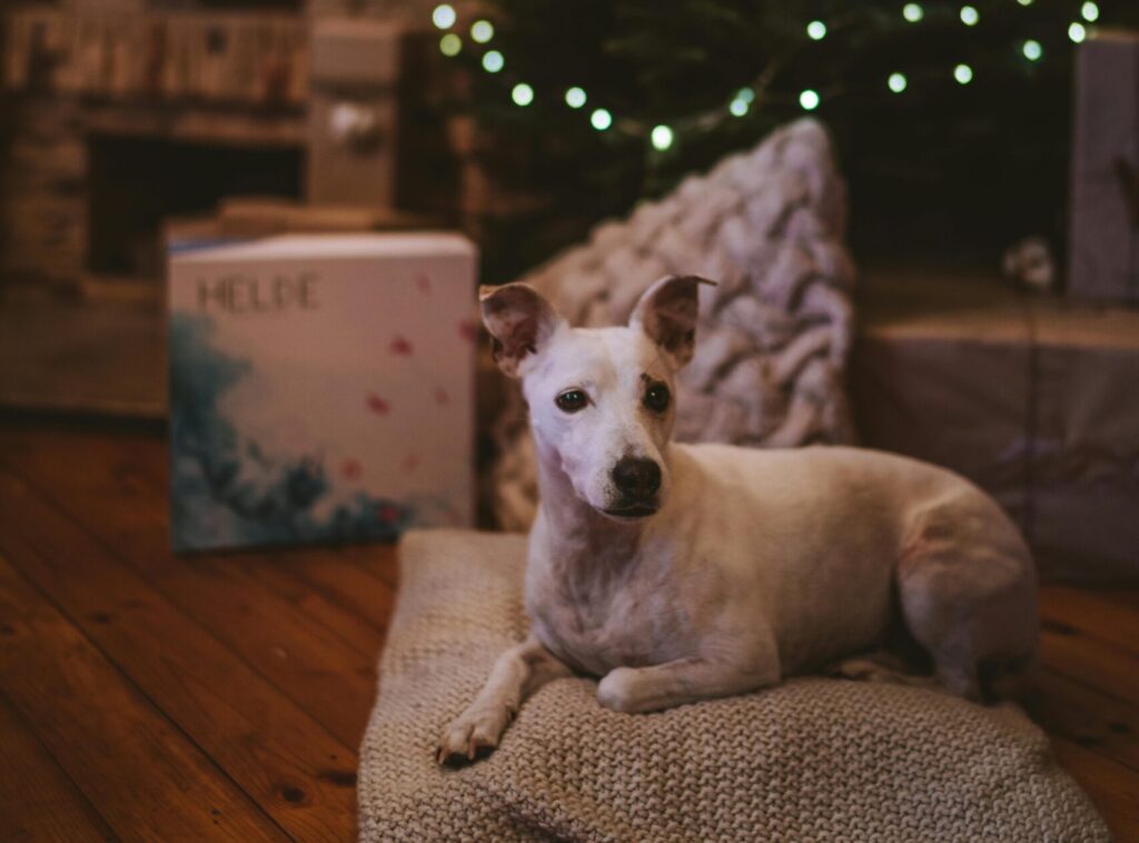 White Jack Russell Terrier dog laid in a relax position on a beige bobbled cushion with a Christmas tree and presents in the background