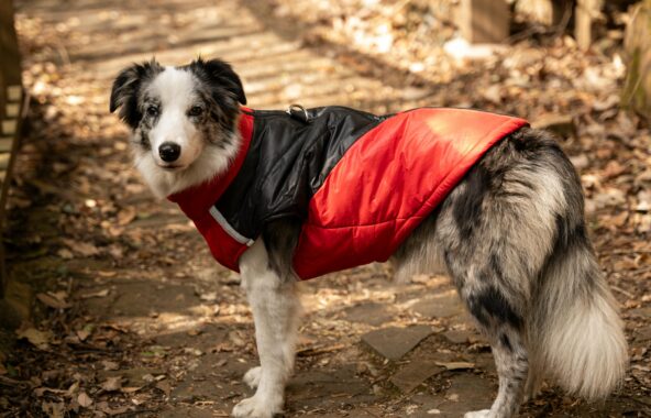 A black and white speckled Collie type dog looking directly at camera in outdoor Autumn setting in a relaxed standing position wearing a black and red puffer jacket