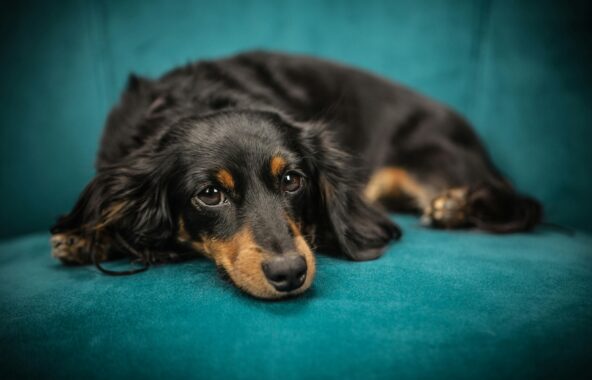 Black and tan long-haired sausage dog laying in a relaxed position on a teal background