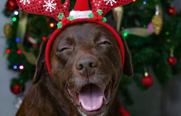 Brown senior Labrador wearing a Christmas reindeer antler headband looking very happy with mouth open and eyes closed with Christmas tree in background
