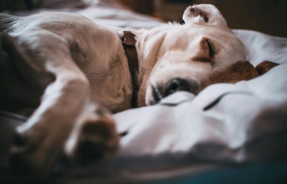 White and tan short-haired Jack Russell Terrier asleep peacefully on a bed