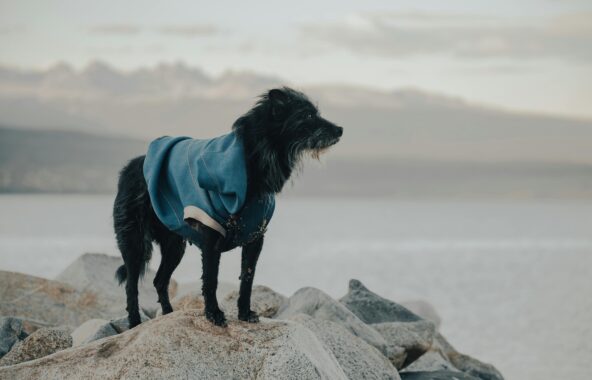 A black longhaired cross breed dog stood on rocks looking to the right wearing a blue hooded jumper