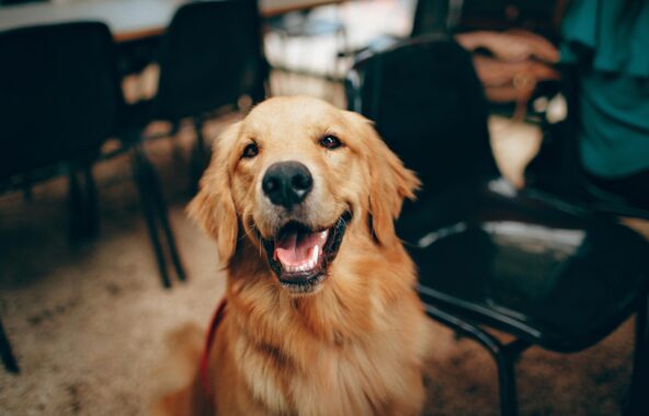 Golden Retriever dog looking up at camera 'smiling' in a relaxed stance with chairs in background