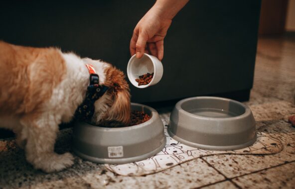 Brown and white small fluffy dog eating kibble from a grey bowl