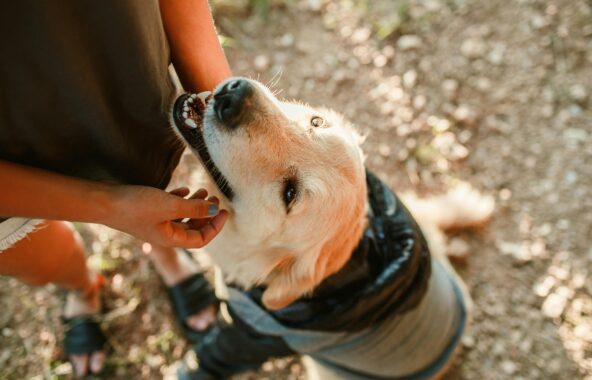 A birds eye shot of a person from the torso down giving a Golden Retriever dog a tickle under the chin. The dog is in a relaxed sitting position looking up at the person and is wearing a grey and black hooded jumper