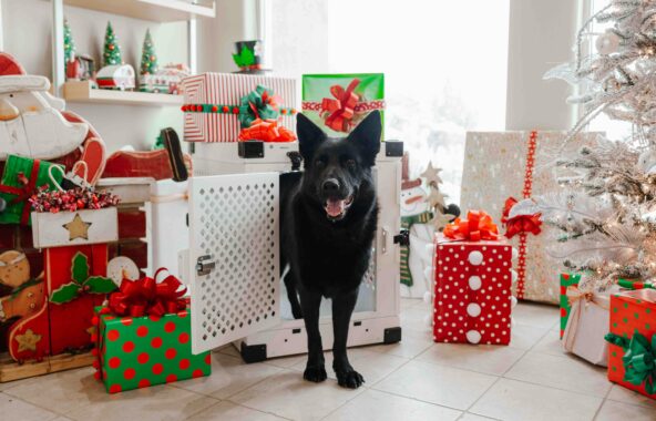 Black German Shepherd stood half in and half out a white wooden crate surrounded by Christmas presents and decorations. Looking directly at camera in relaxed stance
