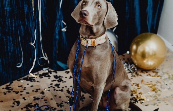 Grey Weimaraner dog in sitting position looking up to top left corner of image with New Years Eve decorations around it including confetti and balloons. Blue tinsel draped over dog
