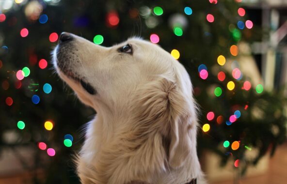 A Golden Retriever dog looking at top left of camera angle to the left in front of a Christmas tree which is blurred in the background with coloured lights