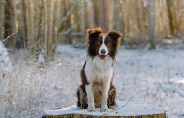 A brown and white Collie type dog sat on a wooden block in shallow snow with snowy woodlands behind it. Dog is looking directly at the camera in a relaxed sitting position