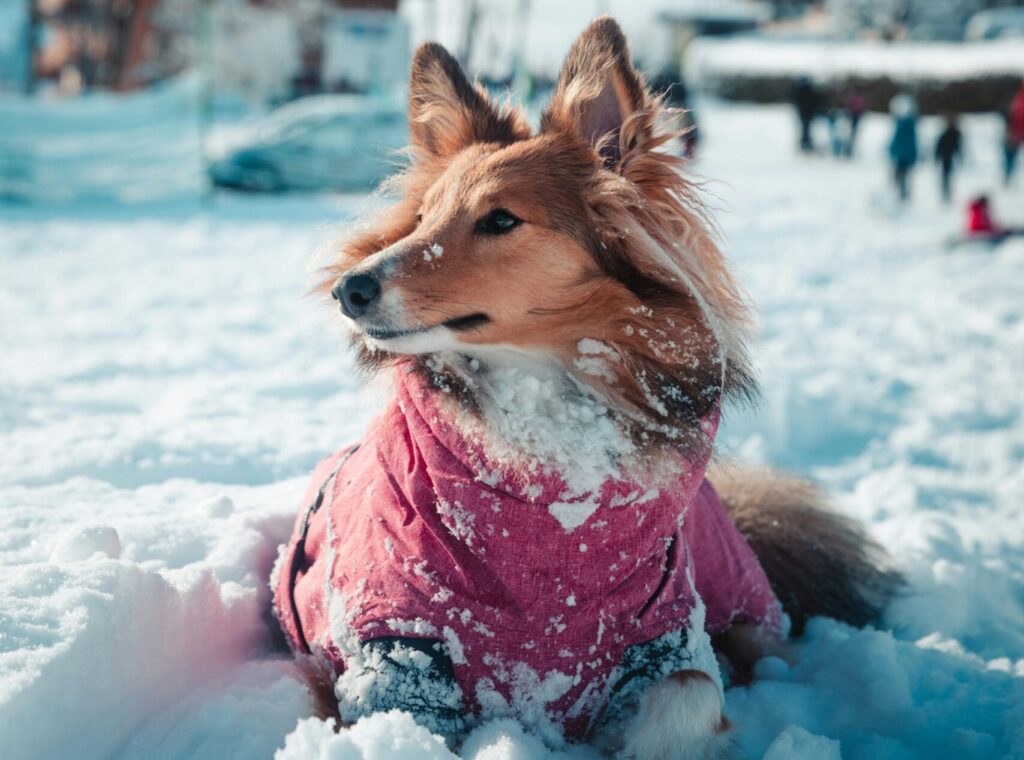 A ginger and white Rough Collie type dog laid in snow wearing a pink jacket looking to left of camera shot
