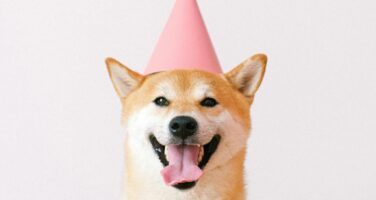 Headshot of Shiba Inu dog looking directly at camera in a 'smiling' stance wearing a pink party hat