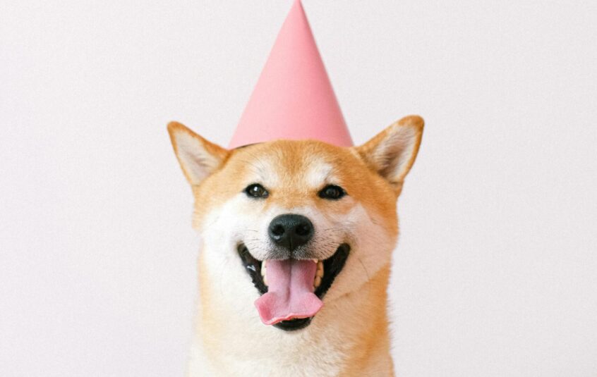 Headshot of Shiba Inu dog looking directly at camera in a 'smiling' stance wearing a pink party hat