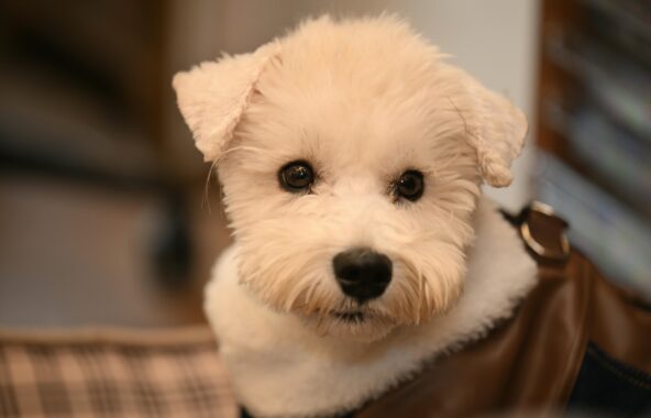 Close-up of white Terrier-type dog's face with blurred background