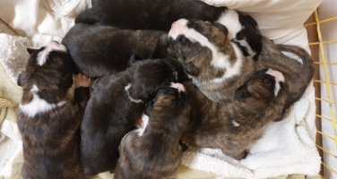 Puppies huddled together in a bed
