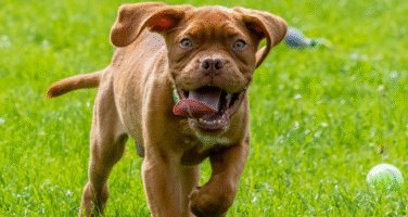Tan puppy running with tongue hanging out, in a field with a tennis ball.
