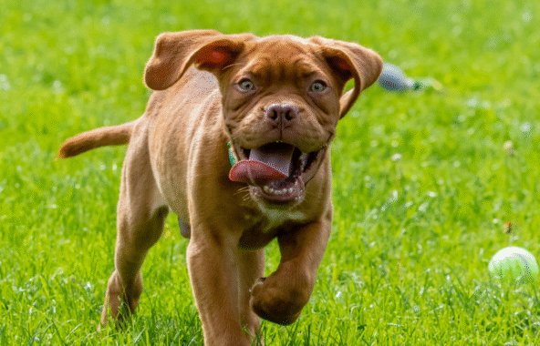 Tan puppy running with tongue hanging out, in a field with a tennis ball.