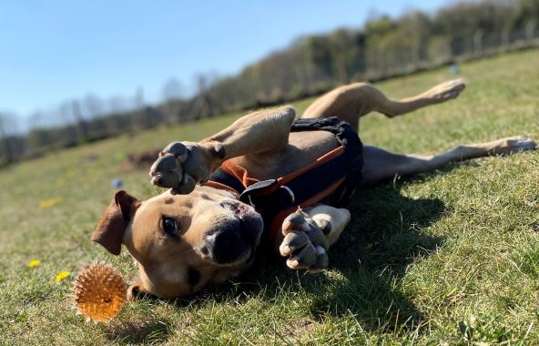 Tan dog rolling in grass on a sunny day.