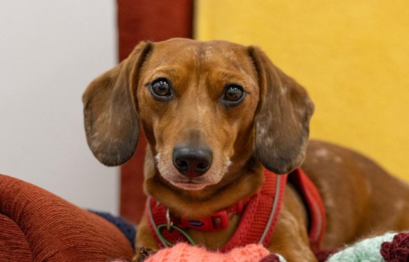Dachshund laid cosy surrounded by soft blankets and toys.