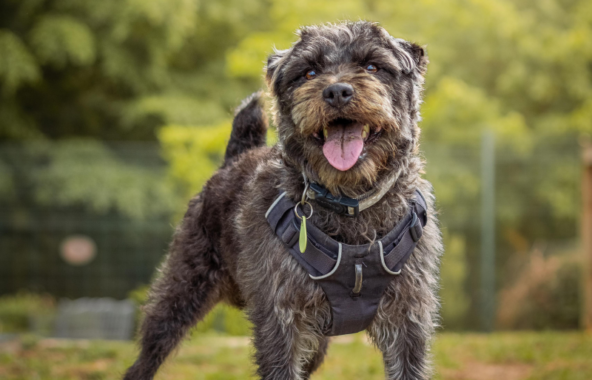 Rescue dog outside in spring field