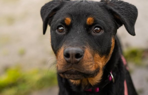 Rottweiler staring into the distance.