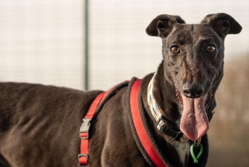 Black Greyhound outside enjoying the paddock