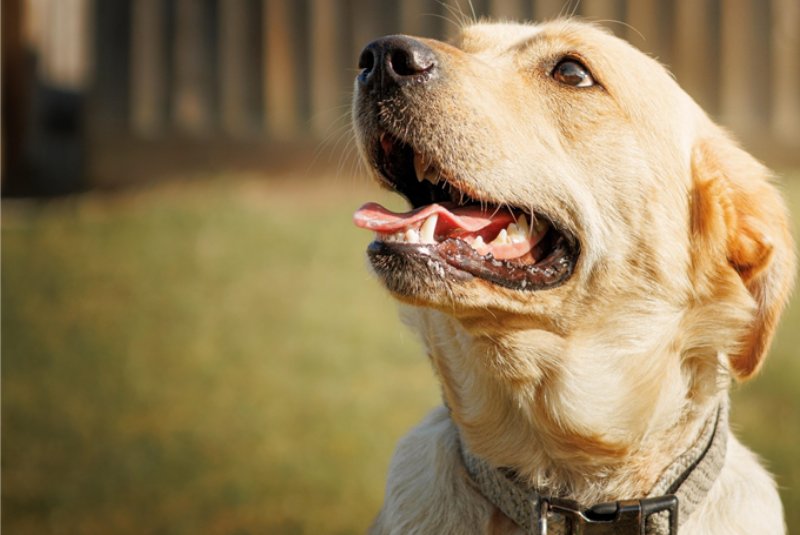 Yellow labrador looking up wistfully.