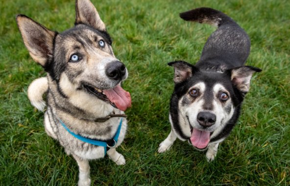 Image of Rocky and Lottie, a pair of bonded Husky Crosses