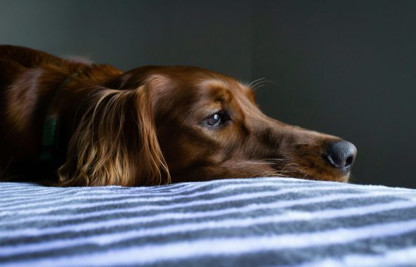 Sad looking tan coloured dog with long floppy ears.
