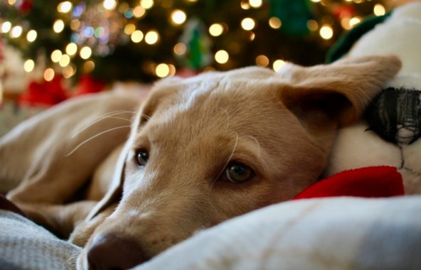 Sleepy dog on sofa in front of Christmas tree