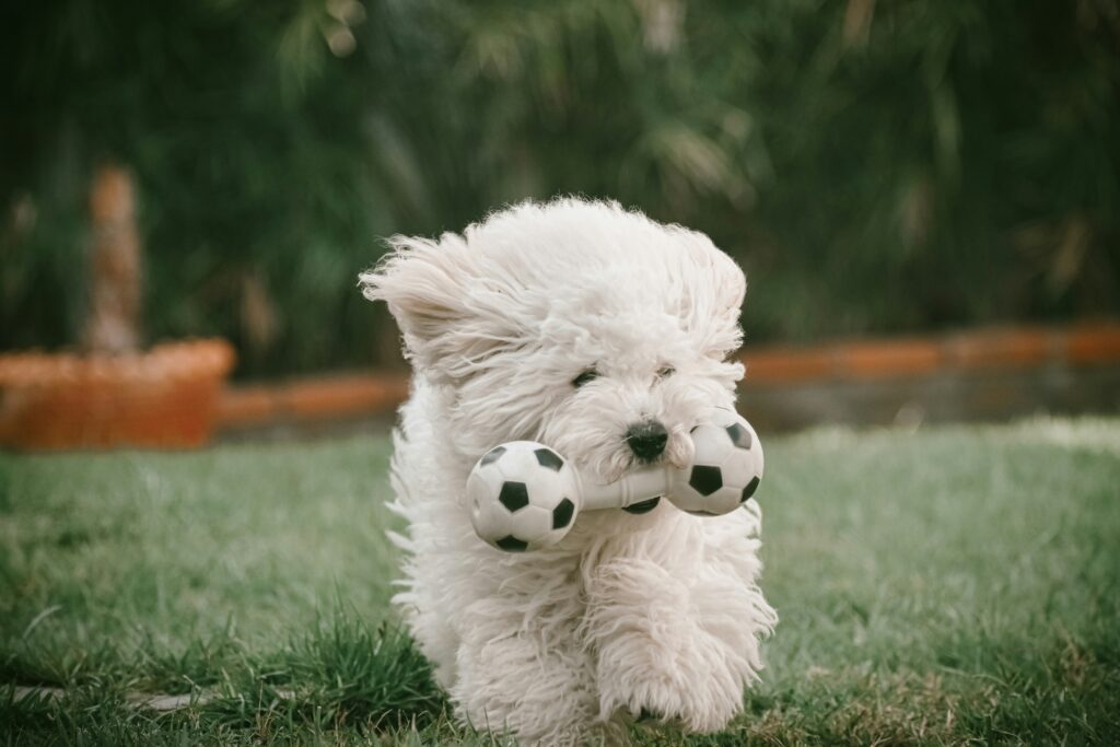 Small white fluffy dog carrying football themed chew toy in it's mouth whilst outside