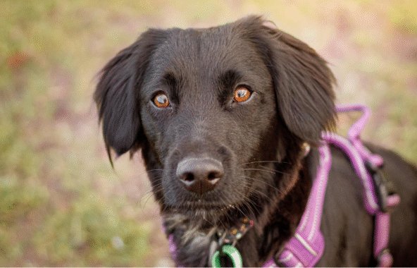 Black spaniel looking directly at the camera and wearing a purple harness, in a field.