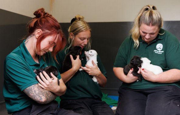 Dog welfare assistants with litter of black and white puppies.