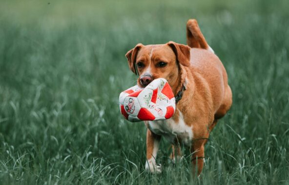 Light brwon crossbreed dog playing with squashed red and white football in it's mouth whilst in long grass